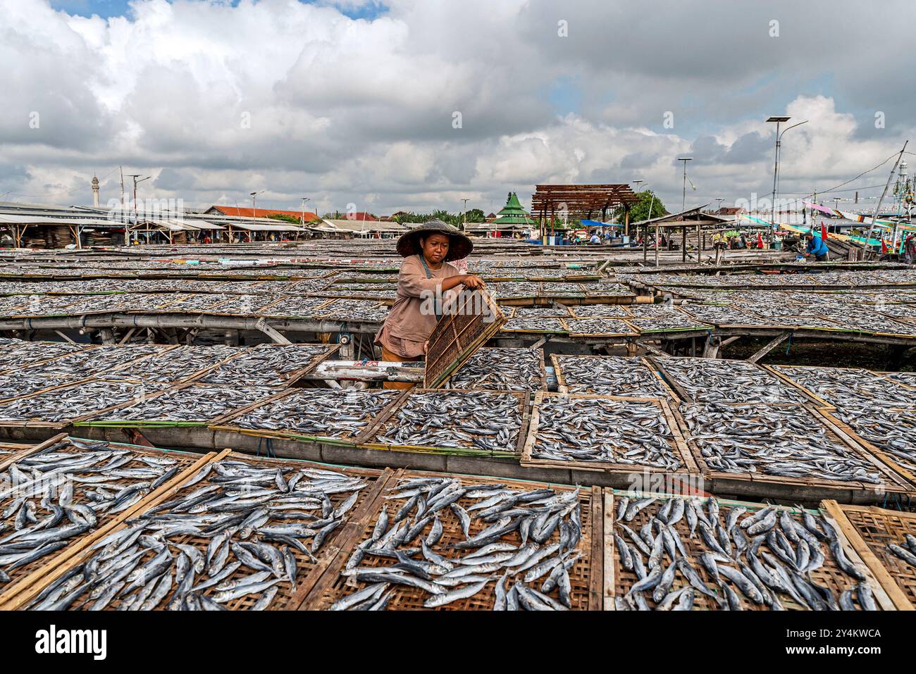 Turning the drying fish Stock Photo - Alamy