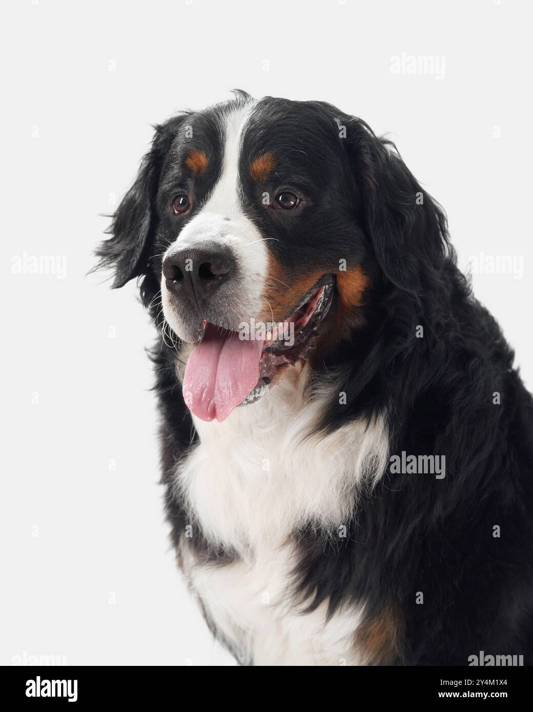 A portrait of a Bernese Mountain Dog sitting on a white background with its tongue out. The dog looks joyful and content. Stock Photo