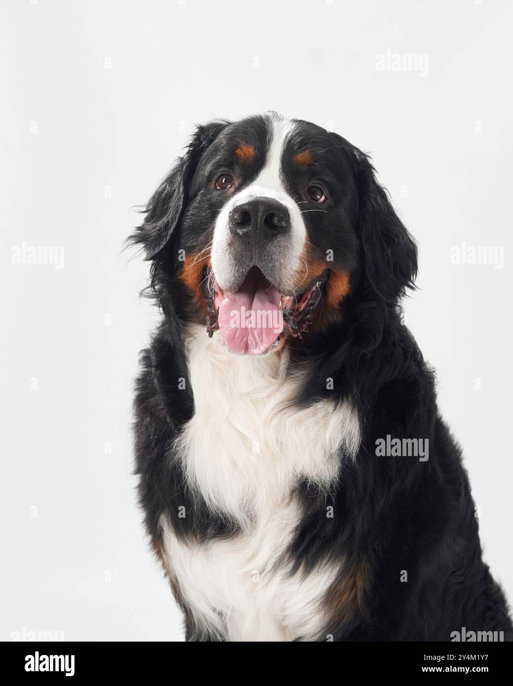 A Bernese Mountain Dog sitting on a white background, showing its friendly and calm character. The dog looks attentive and ready for action. Stock Photo