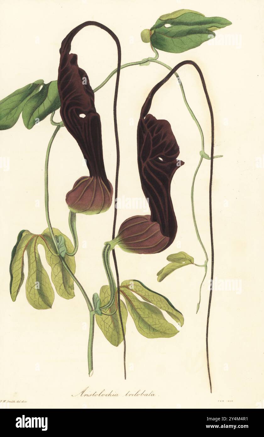 Bejuco de Santiago, Dutchman's pipe or three-lobed birth-wort, Aristolochia trilobata. Native to the Caribbean, Central and South America. Handcoloured engraving drawn and engraved by Frederick William Smith from Joseph Paxton’s Magazine of Botany, and Register of Flowering Plants, Volume 3, W.S. Orr, London, 1837. Stock Photo