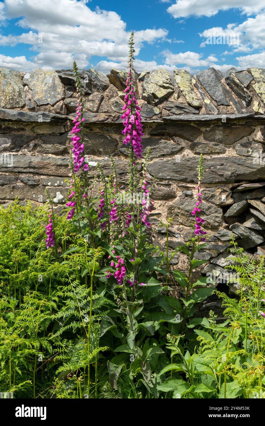 Old grey stone wall hi-res stock photography and images - Alamy