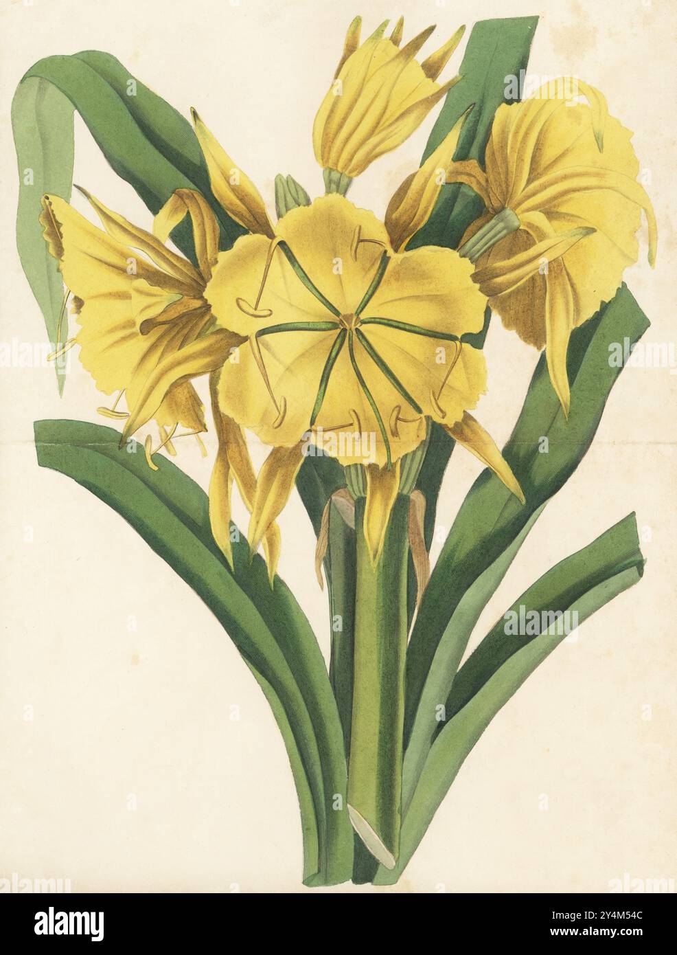 Middlemist and wood hi-res stock photography and images - Alamy