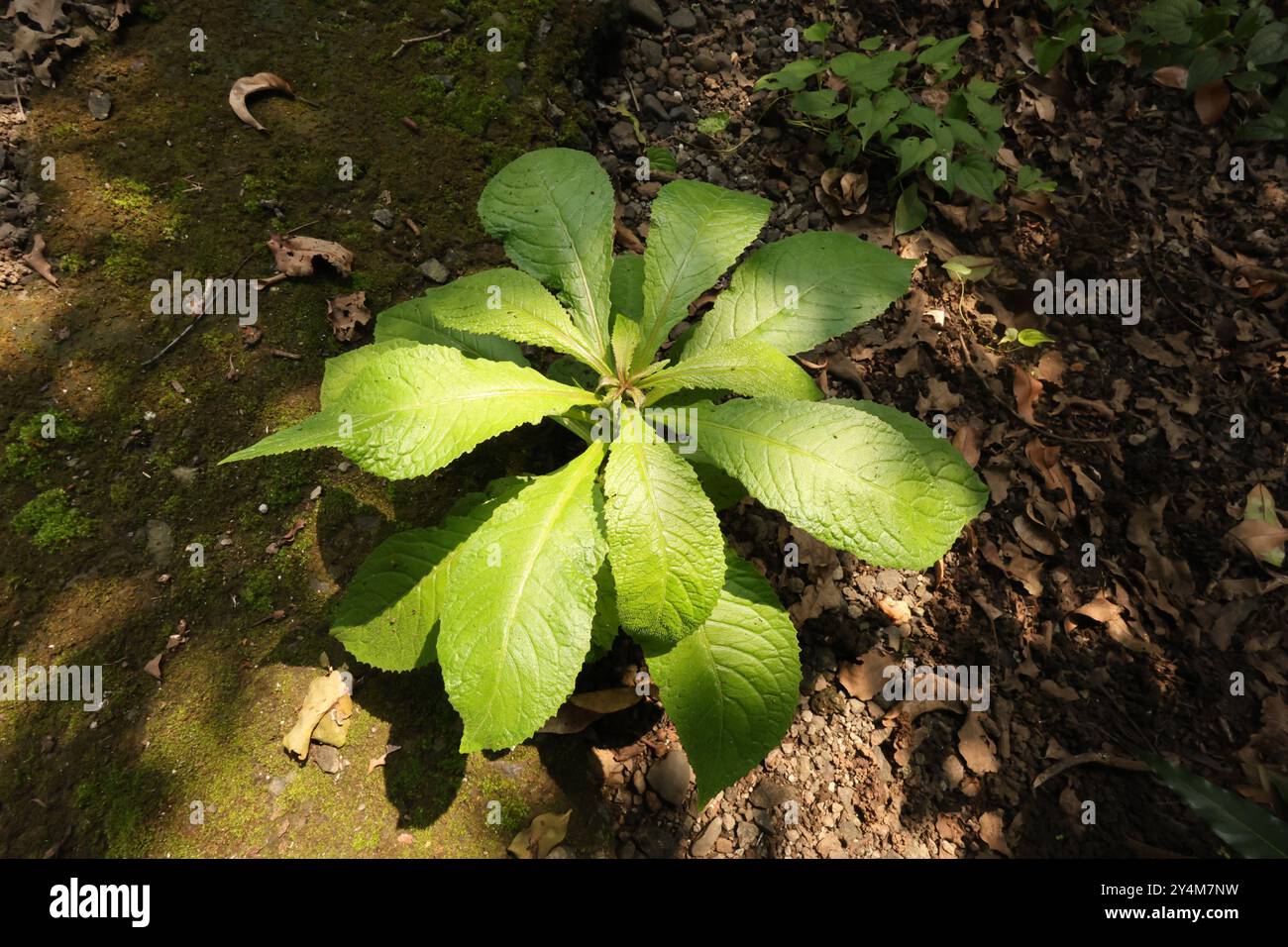 Ngai camphor plant used in traditional herb. Stock Photo