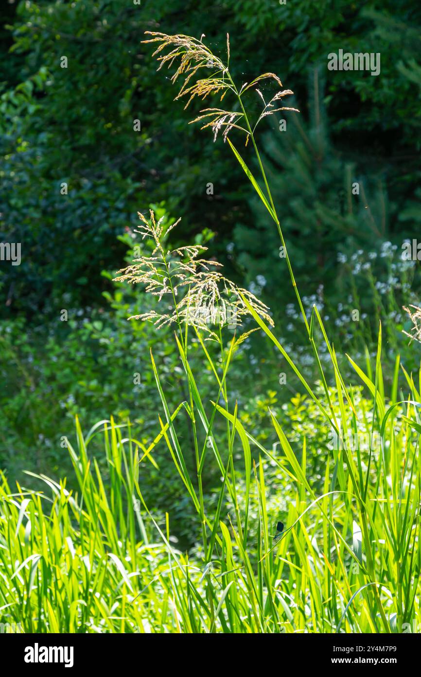 On the banks of the river and in the water, the forage grain Glyceria maxima grows. Stock Photo