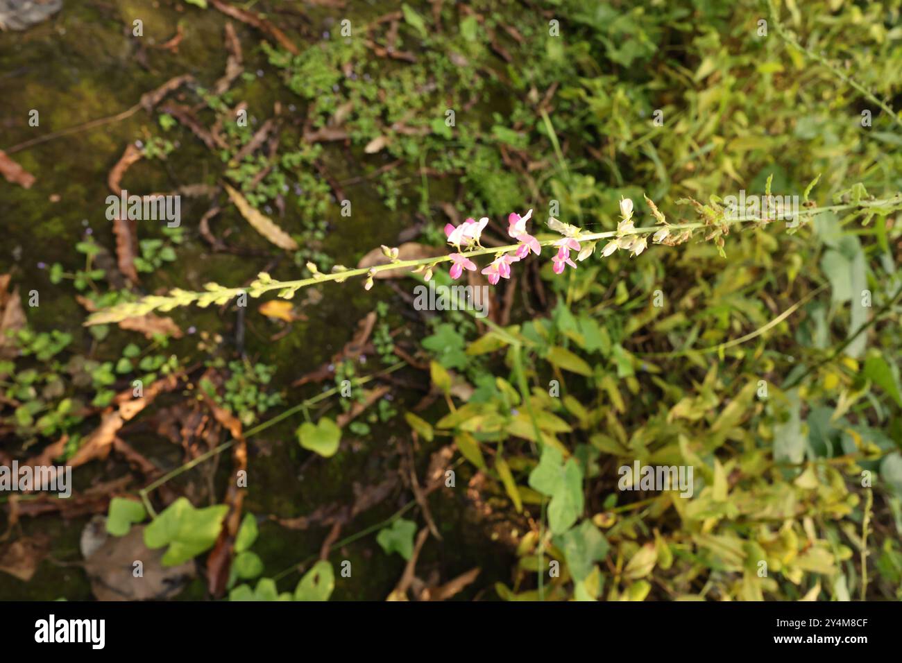 The scientific name of this plant  is Pleurolobus gangeticus, This plant commonly known as salparni. Stock Photo