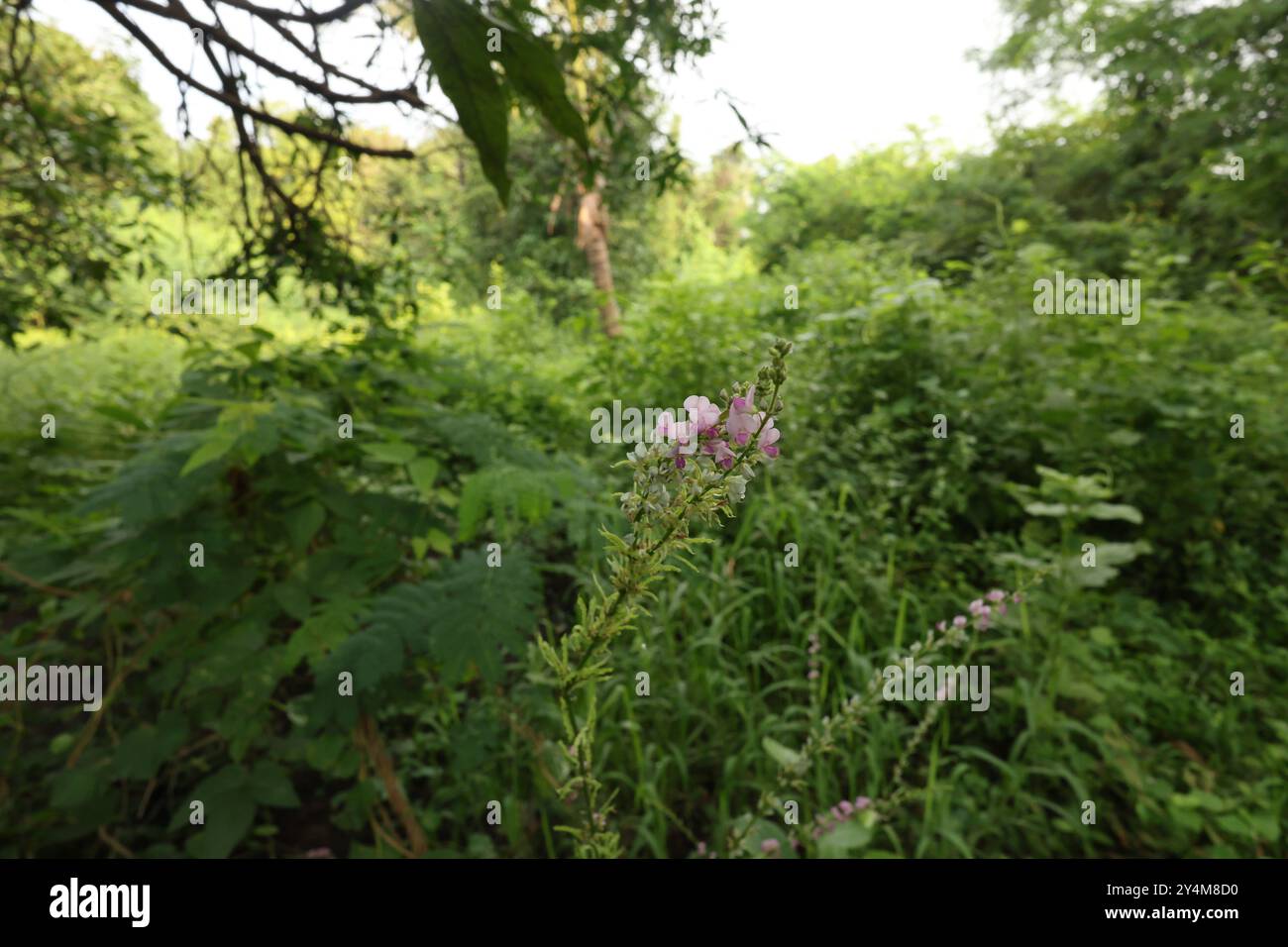 The scientific name of this plant  is Pleurolobus gangeticus, This plant commonly known as salparni. Stock Photo