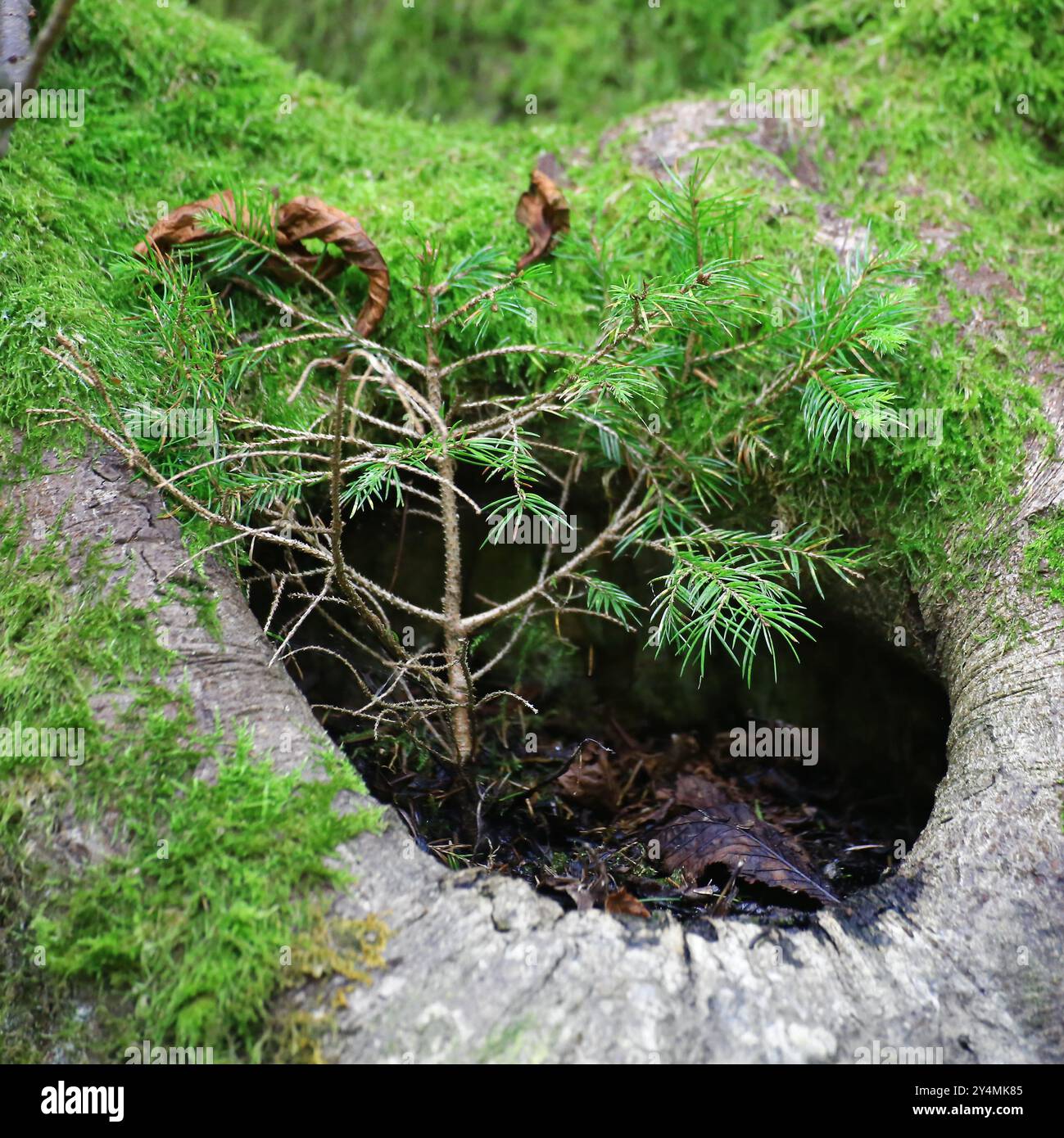 Small pine sapling growing within moss-covered tree hollow in a lush forest environment. Stock Photo