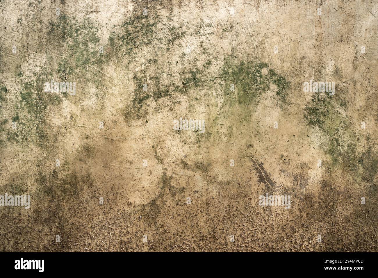 Old concrete wall with green algae Stock Photo