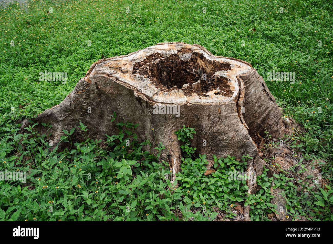 Big tree stump on green grass Stock Photo