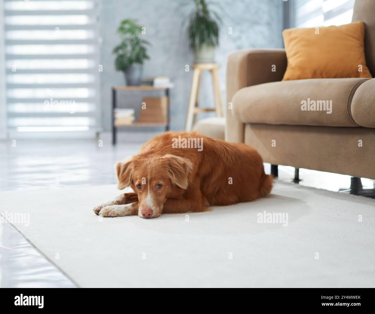 A Nova Scotia Duck Tolling Retriever resting in a bright living room. The dog looks content and serene, lying on a cozy carpet next to a couch. Stock Photo