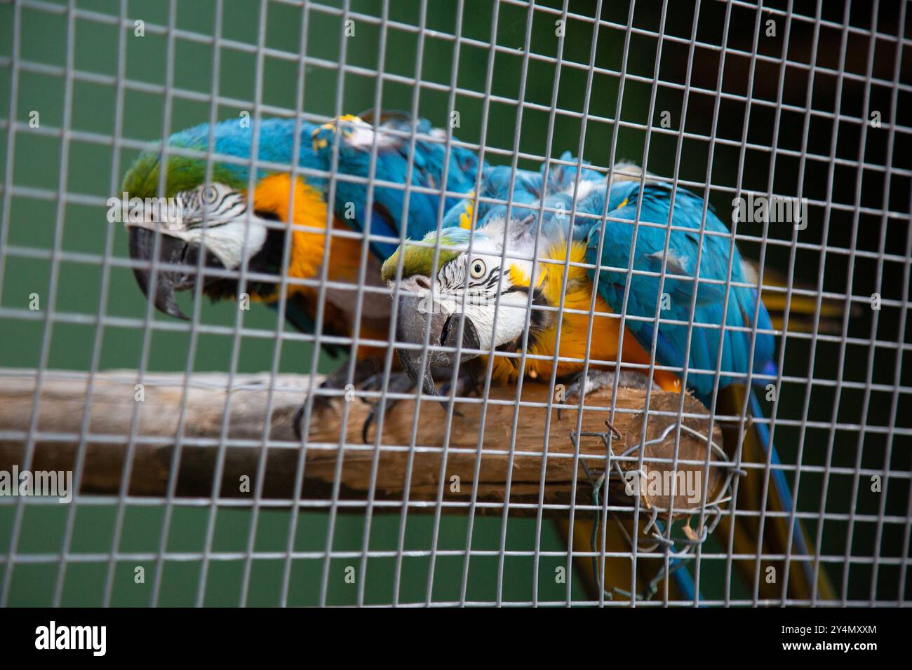 Image showcasing Macaw Cage: Choosing the Perfect Sanctuary for Your Feathered Friend