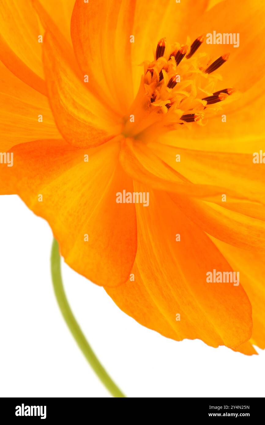 A close-up of the bright orange flower of the Common Marigold isolated on a white background Stock Photo