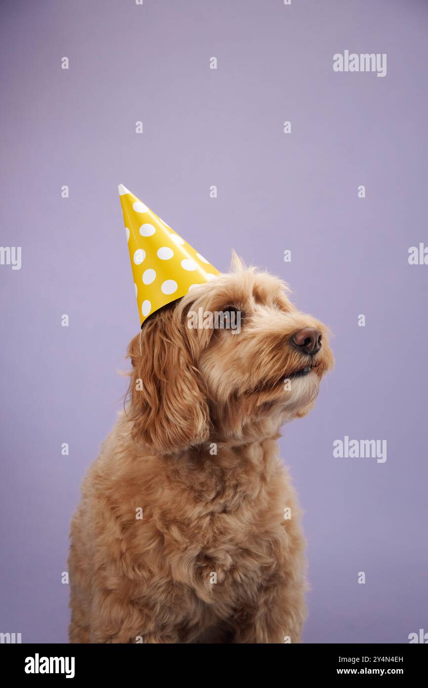 Labradoodle hat hotsell