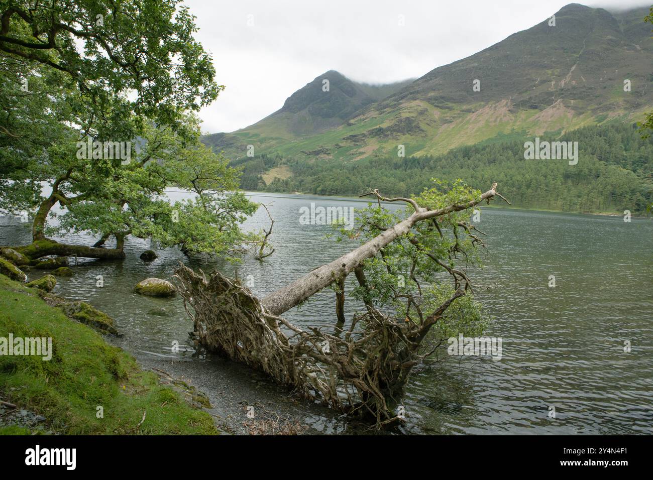 Trees along the banks of Lake Buttermere in the Lake District. Stock Photo