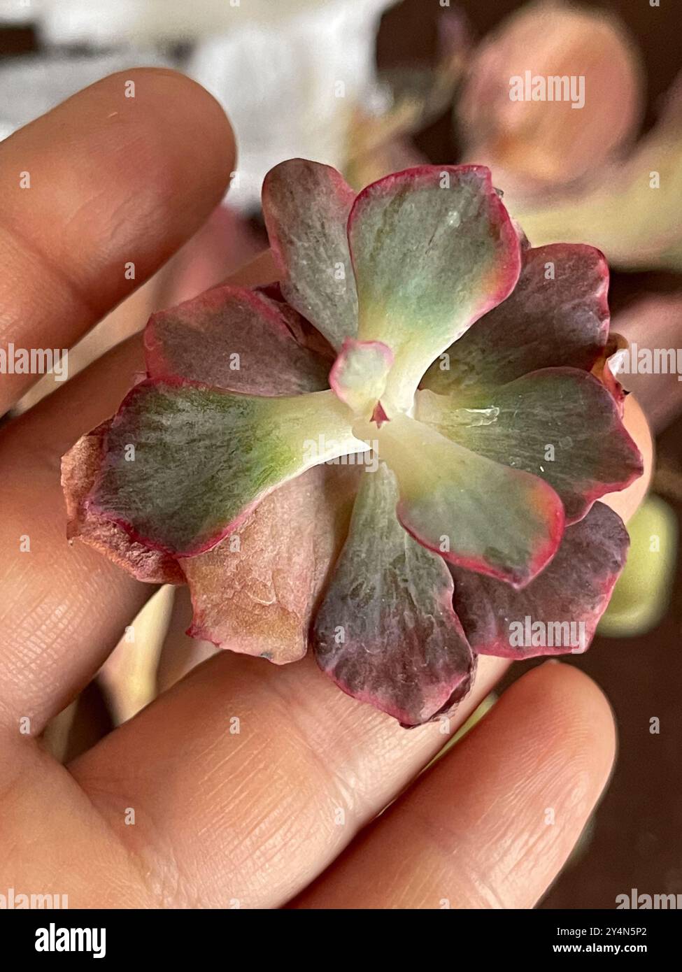 Echeveria with elongated stem and dried leaves after parcel Stock Photo