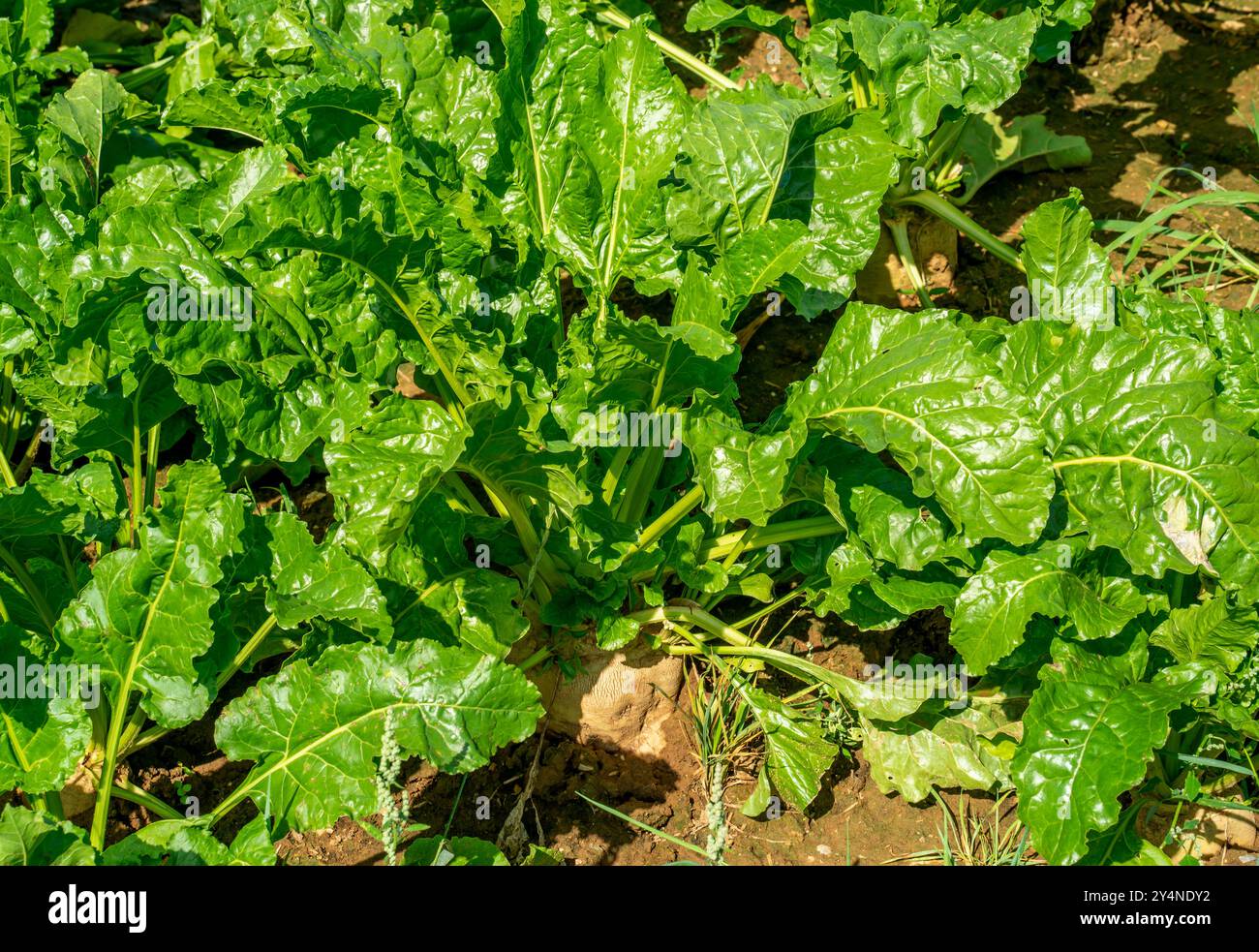 Beet beta vulgaris grow hi-res stock photography and images - Alamy