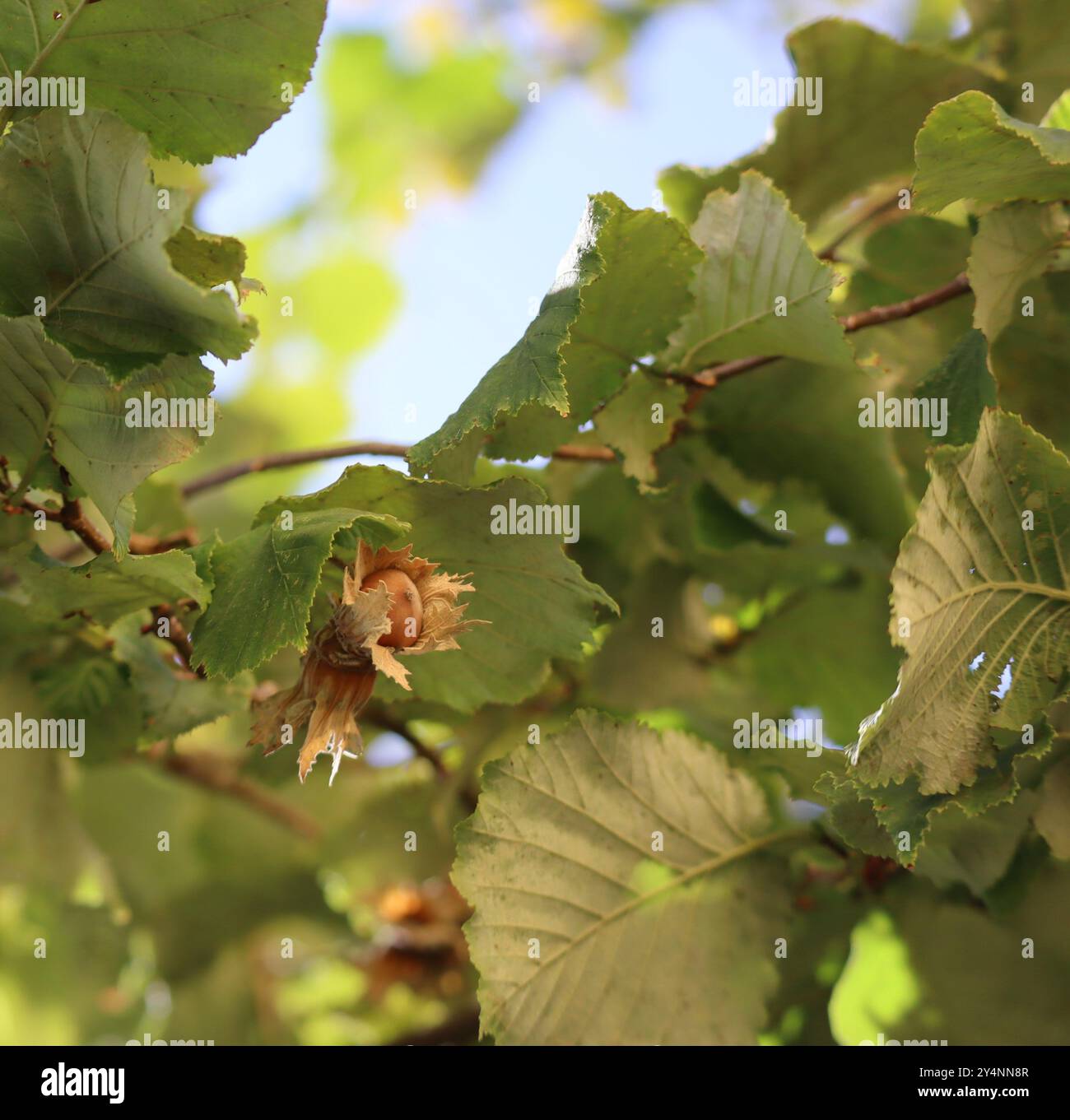 ripe Hazelnut still in the Seed capsule Stock Photo