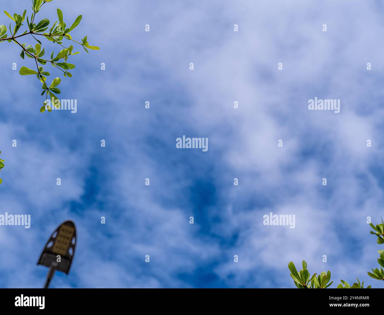 The Ivory Coast almond leaves and the cloud in the blue sky Stock Photo