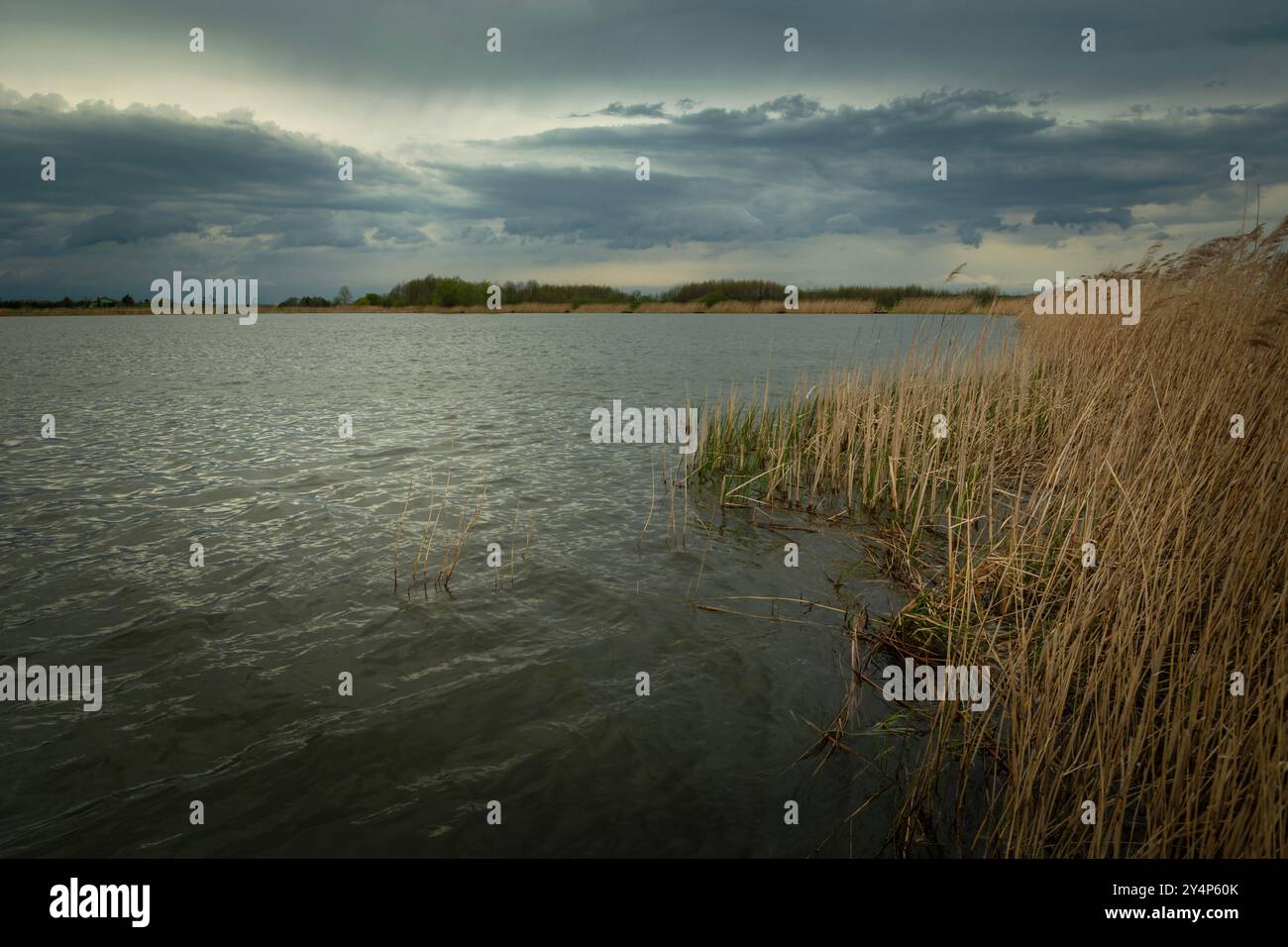 Rainy dark clouds over the lake with dry reeds, Stankow, Poland Stock Photo