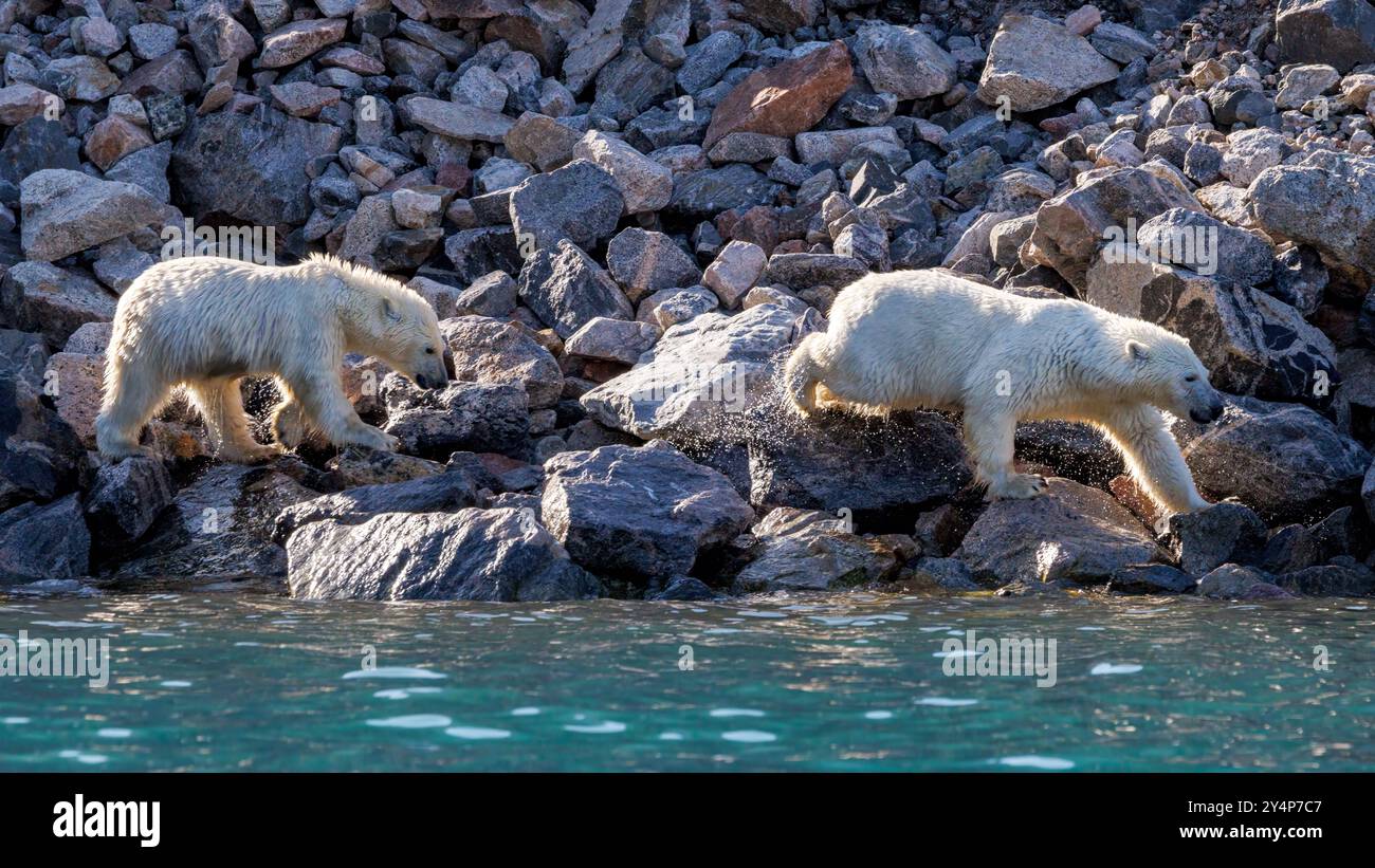 Polar bears family hi-res stock photography and images - Alamy
