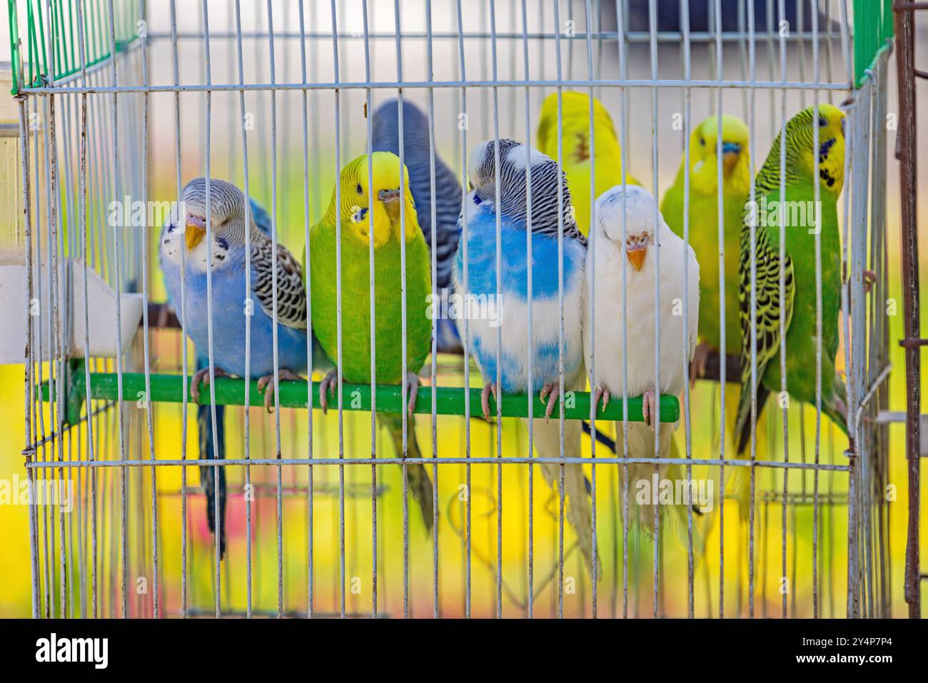 Picture of Colourful Parrots Birds in Wire Cage Pet Shop Stock Photo - Alamy