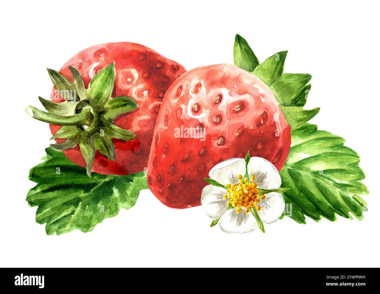Ripe juicy whole and half Strawberries with leaves and flowers ...