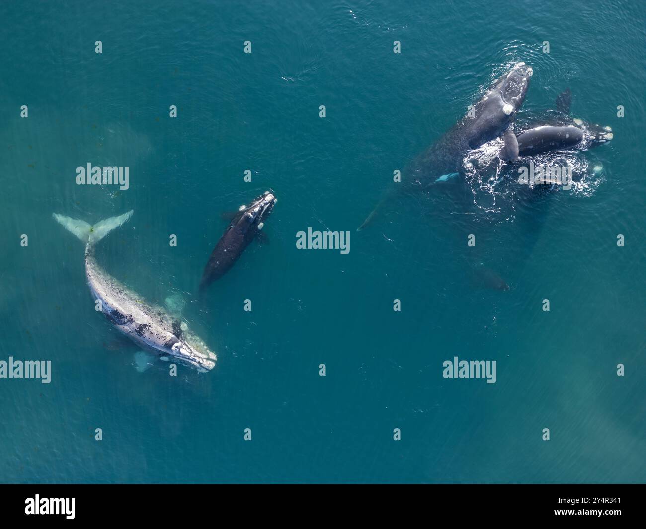 International whaling commission hi res stock photography and images Alamy
