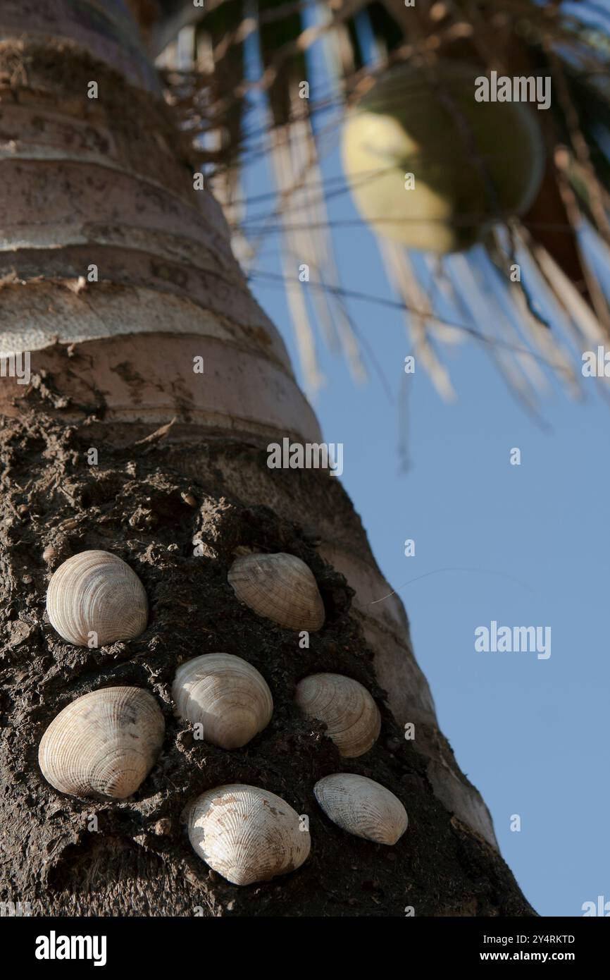 India sea shells hi-res stock photography and images - Alamy