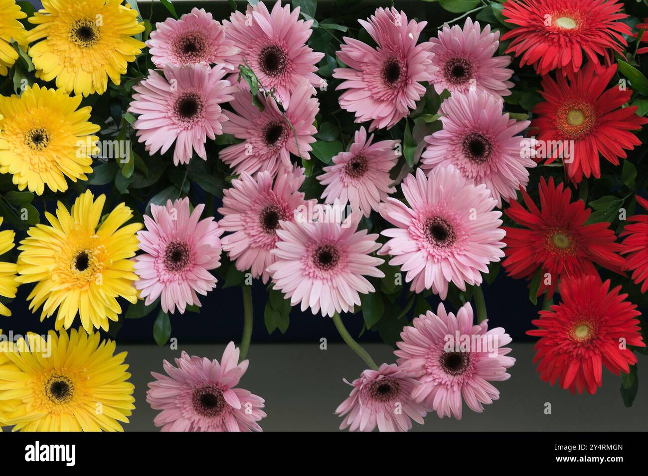 Dadar, Maharashtra / India - April 6, 2008 : A bunch of multi-colored daisy flowers. Stock Photo