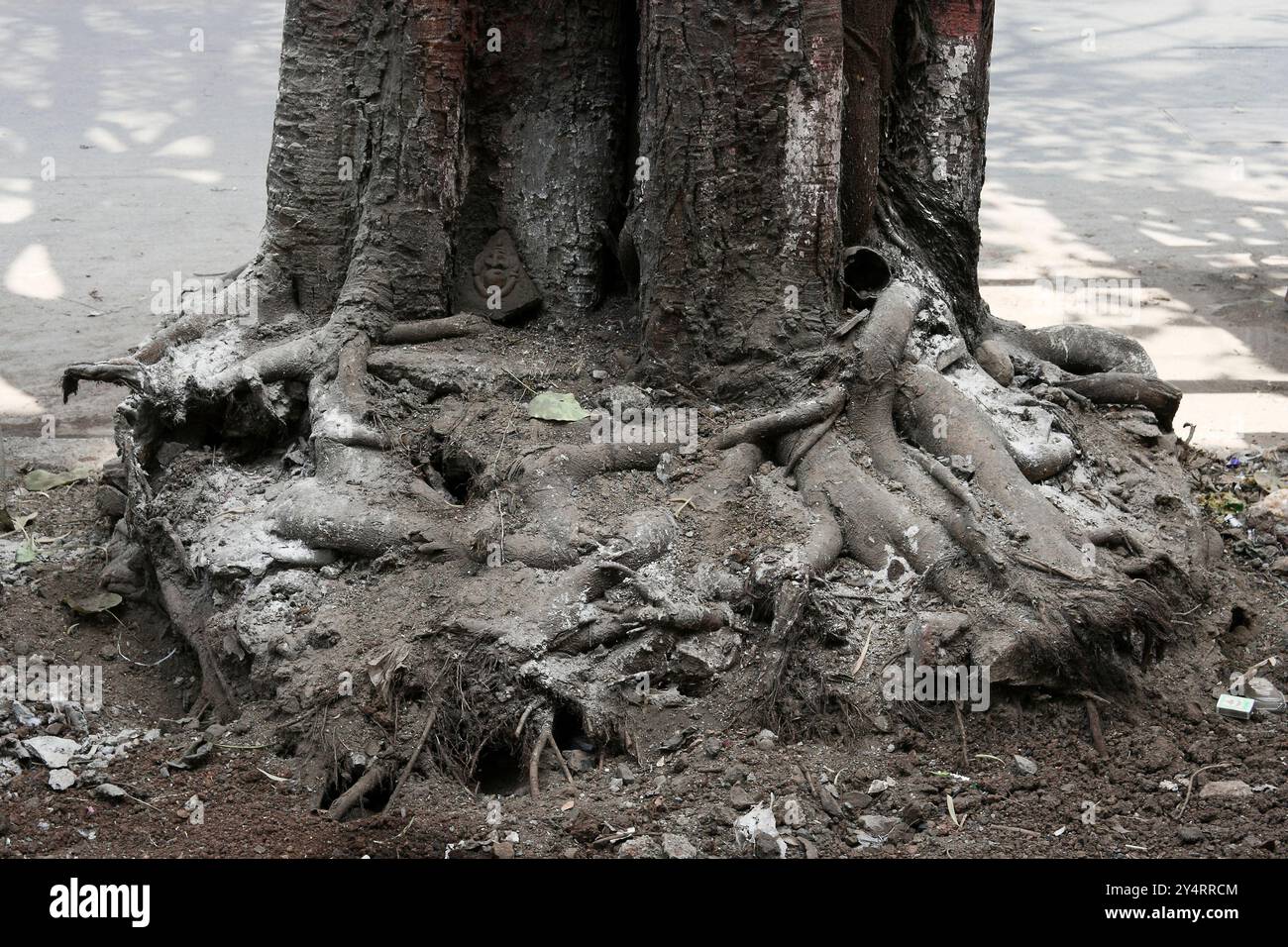 Big tree trees thick trunk hi-res stock photography and images - Alamy