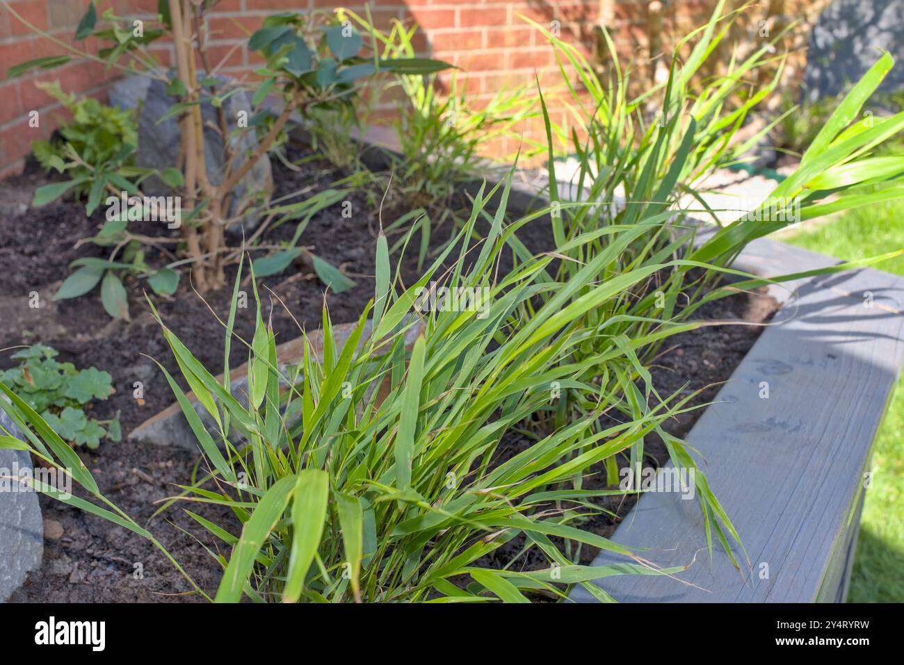 Close up of Hakonechloa macra grass in amongst mixed planting a raised ...