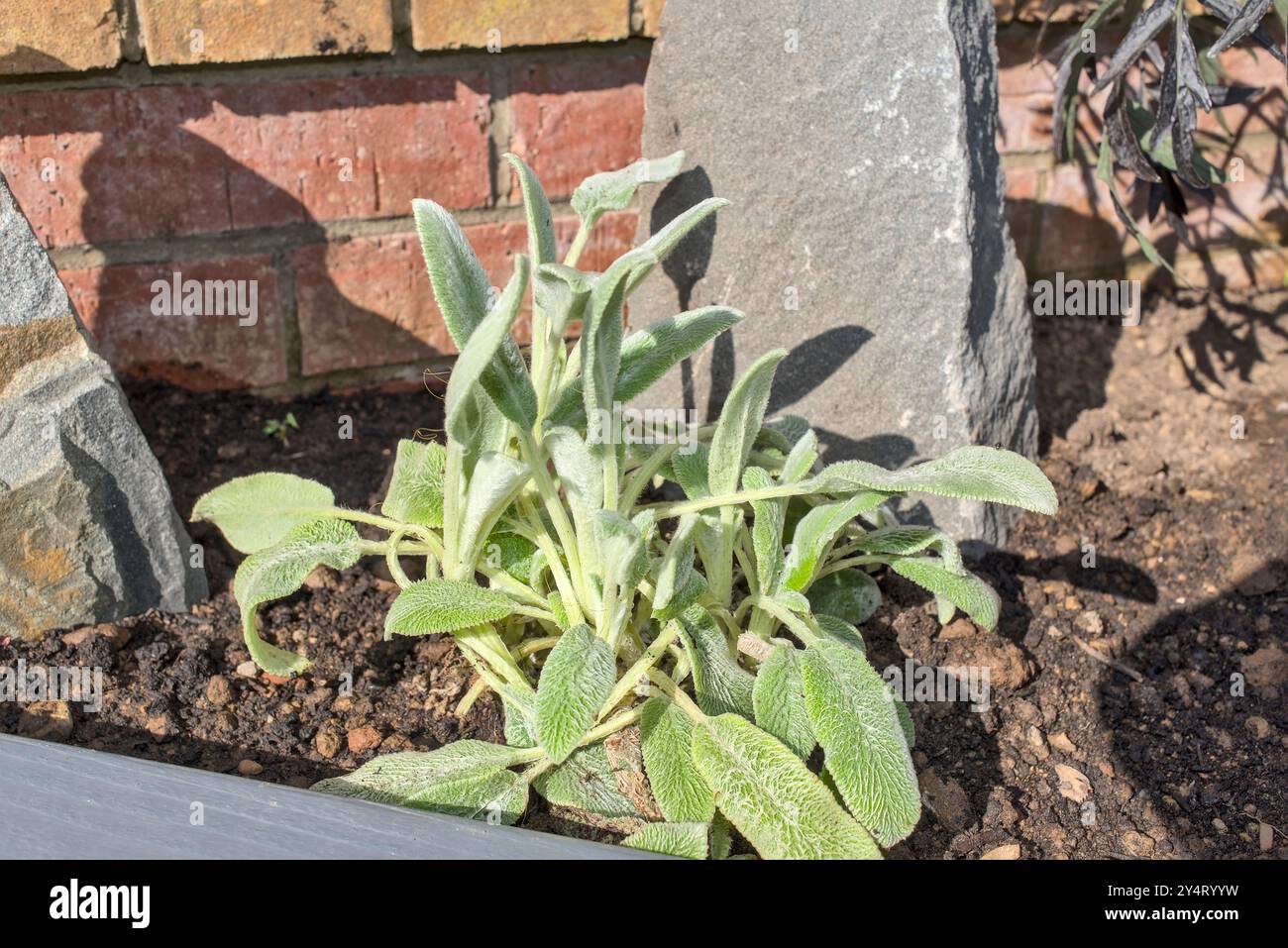 Ornamental grass rockery garden hi-res stock photography and images - Alamy