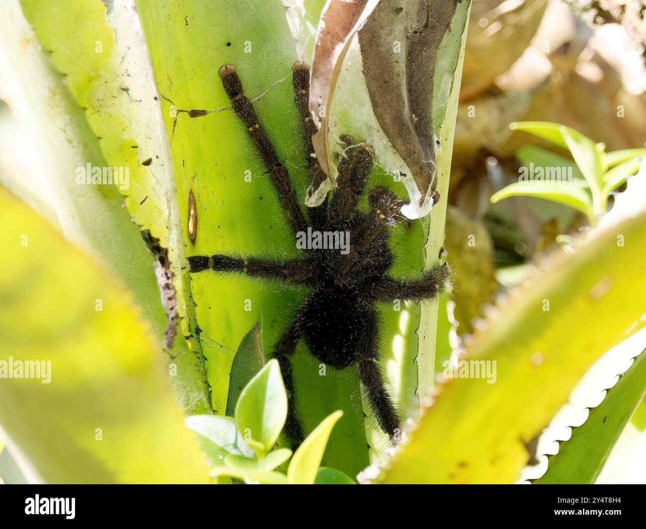 Amazonian pink toe spider, Peruvian pinktoe tarantula, Avicularia ...