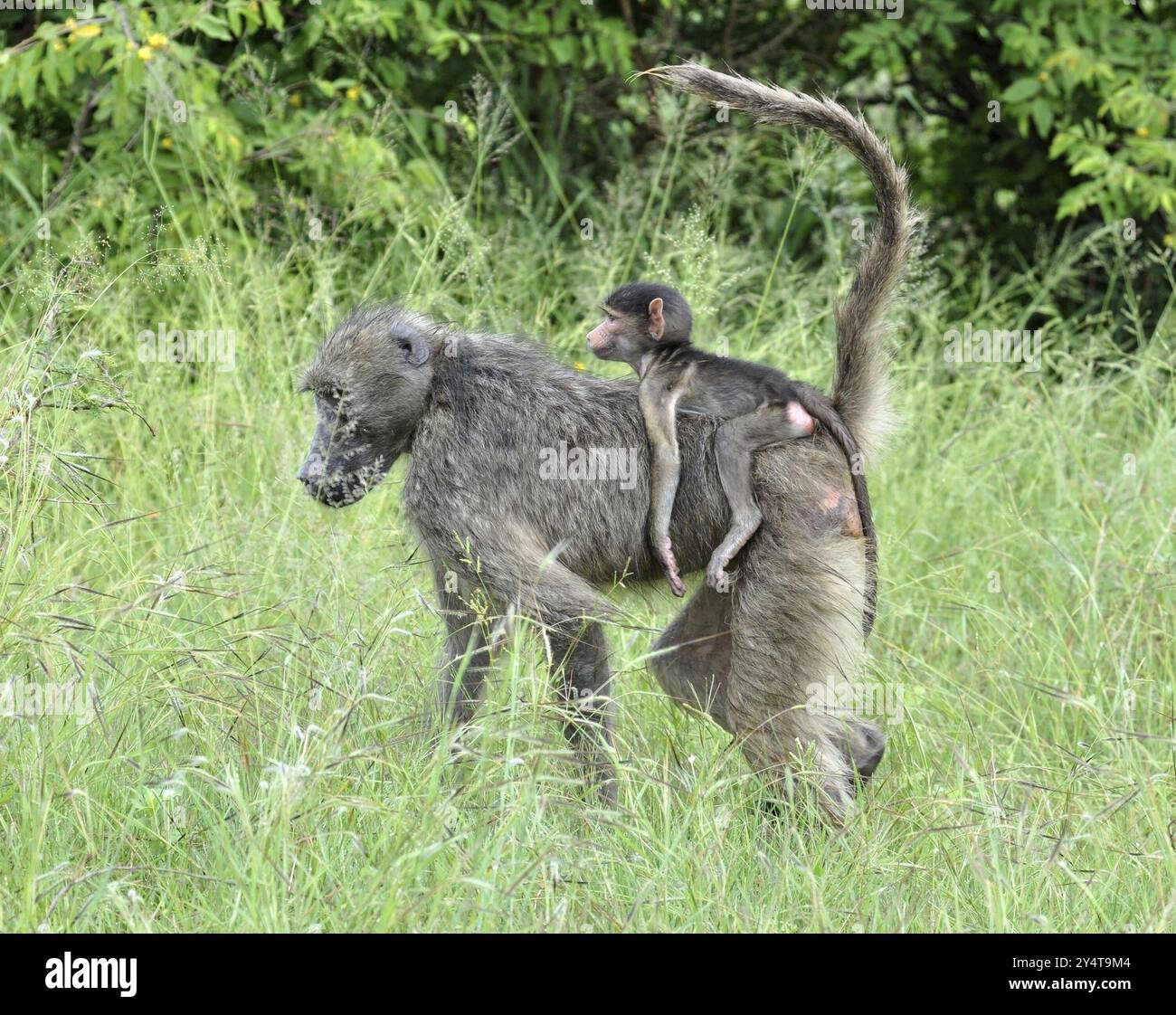 A chacma baboon carrying her young on her back, photographed in South ...