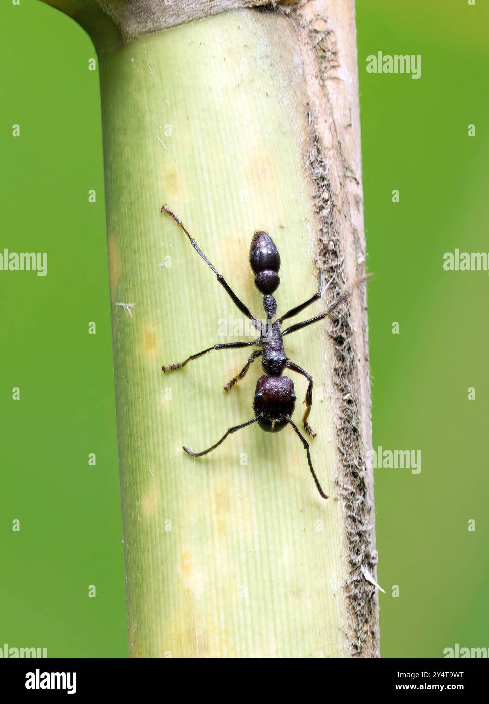 bullet ant, 24 Stunden Ameise, Paraponera clavata, trópusi bikahangya