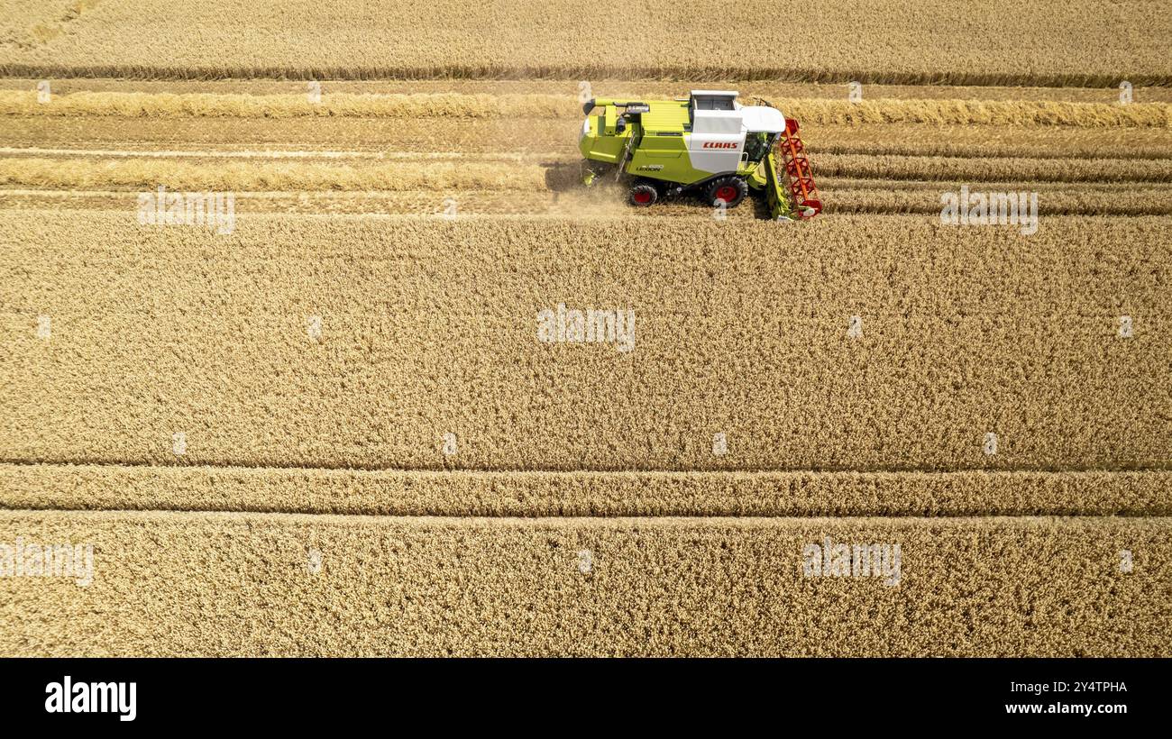 Grain harvest in a field near Recklinghausen Stock Photo