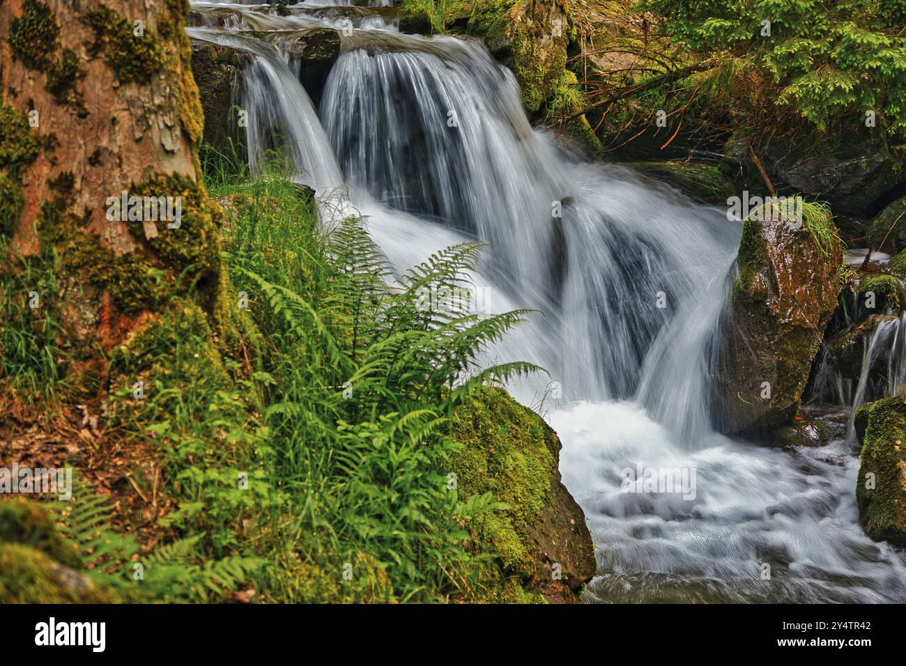 A small waterfall flows over rocks, surrounded by ferns and a tree, Todtnauer Wasserfall, Todtnau, Black Forest, Baden- Wuerttemberg, Germany, Europe Stock Photo