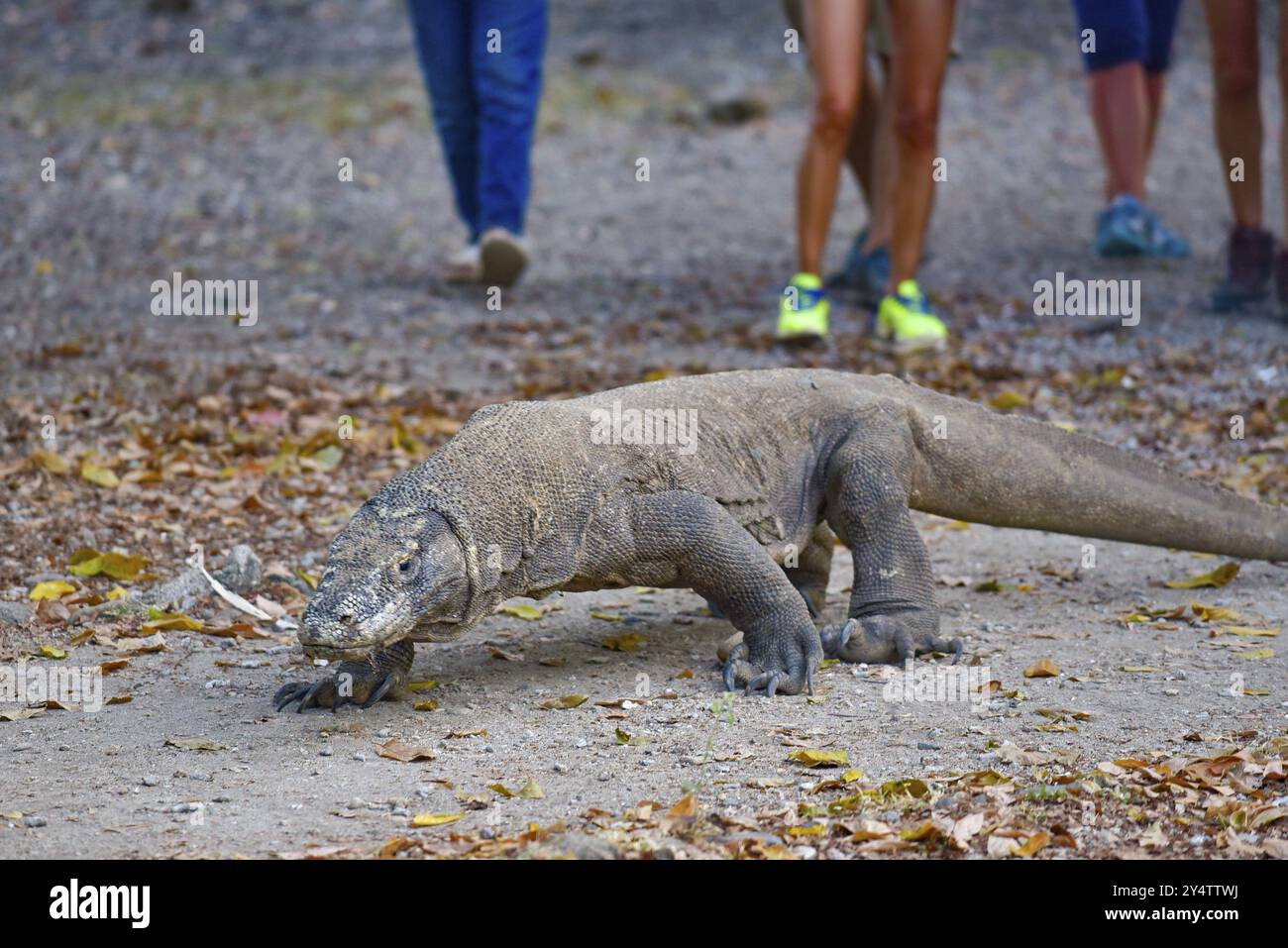 Wild Komodo dragon, the largest species of lizard, at Komodo National ...