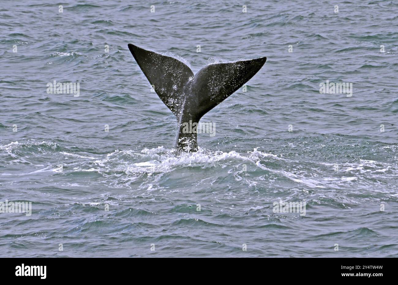 Southern Right Whale fluking its tail Stock Photo - Alamy
