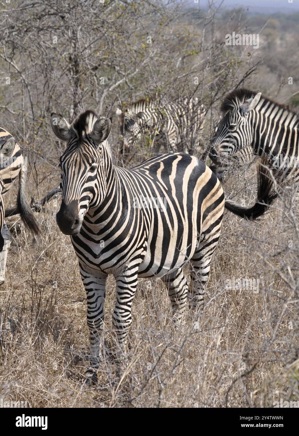 A Burchells Zebra (Equus quagga burchelli) in the Kruger Park, South ...
