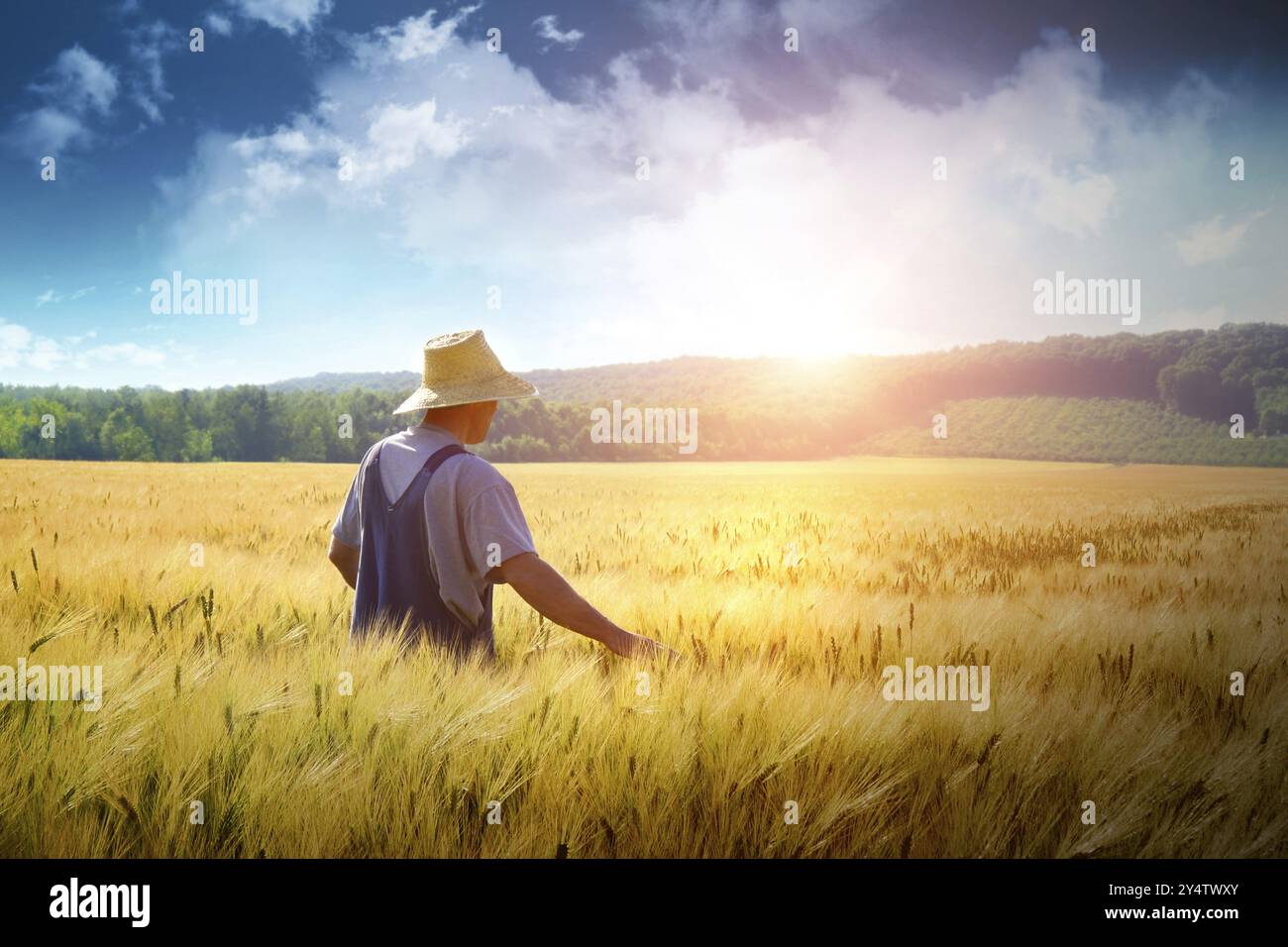 Farmer walking through a golden wheat field Stock Photo - Alamy