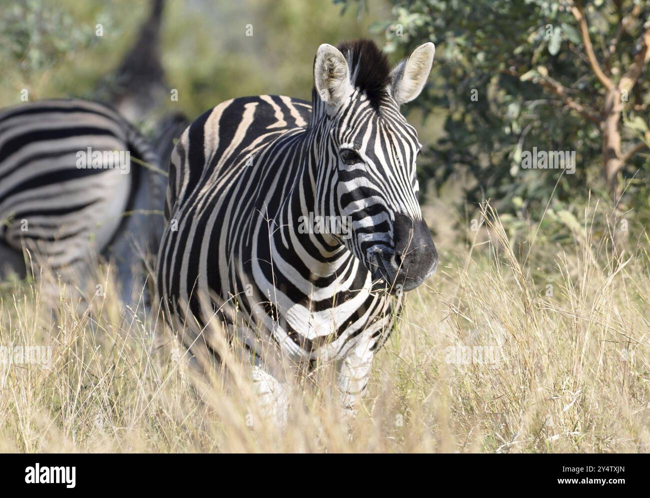 A Burchells Zebra (Equus quagga burchelli) in the Kruger Park, South ...