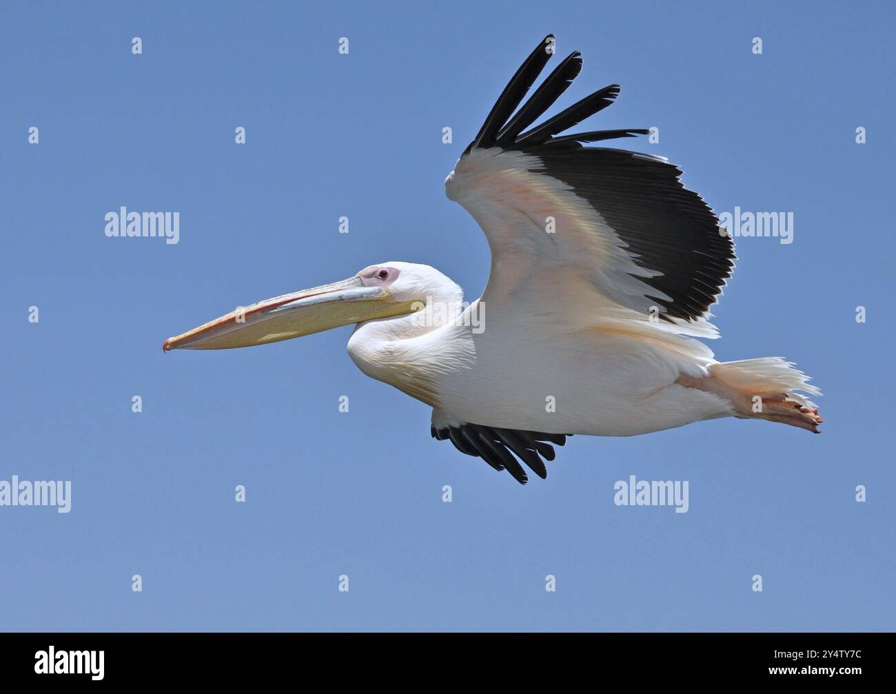 Pelican in flight against blue sky Stock Photo - Alamy