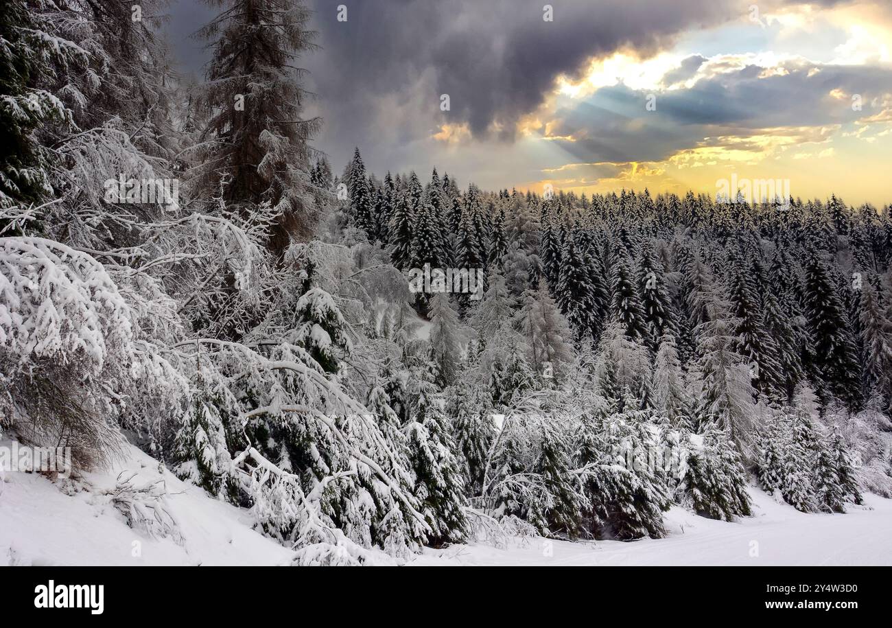 Heavy snowfall over fir tree hi-res stock photography and images - Alamy