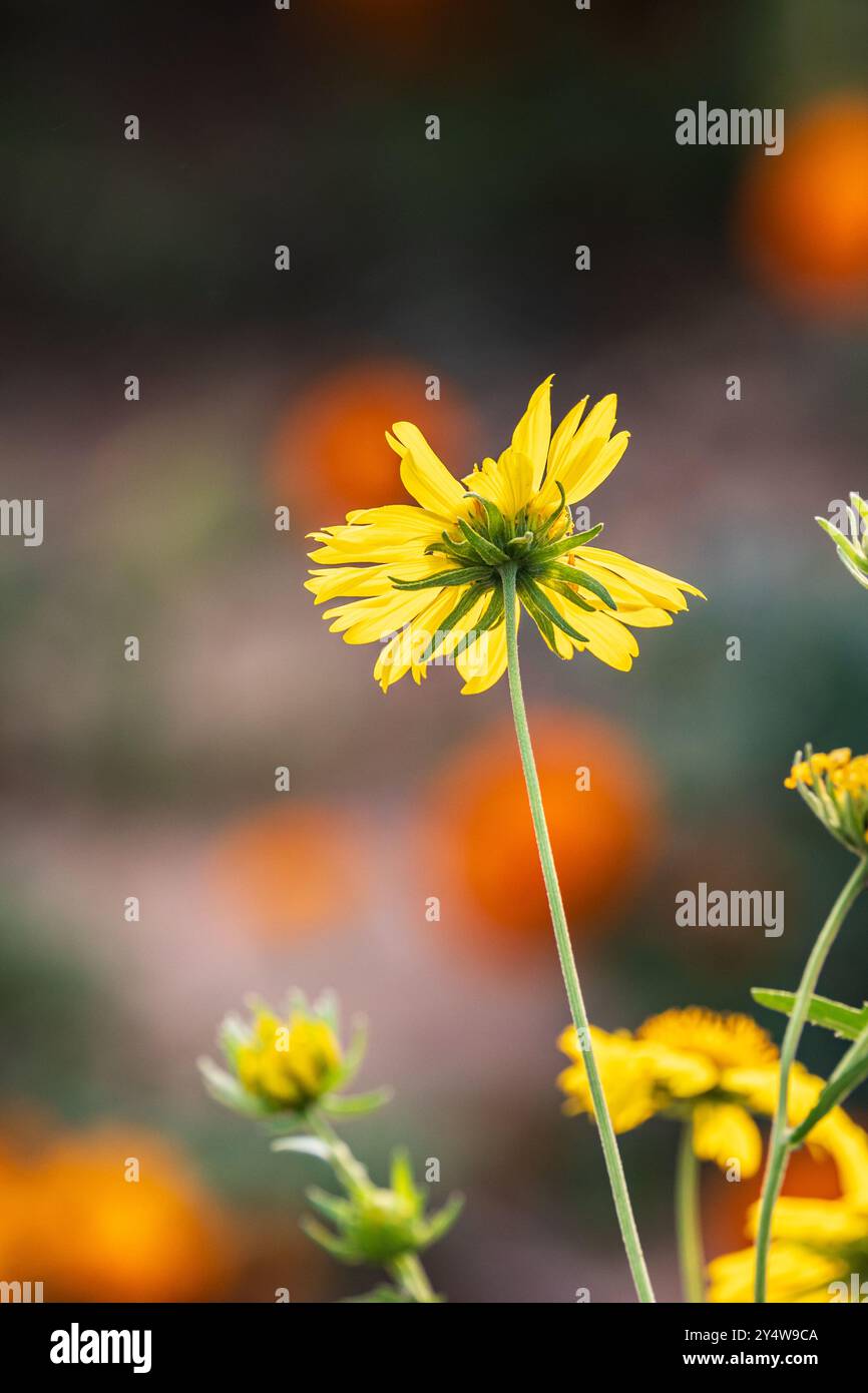 Banseli, Ajmer, Rajasthan, India. Yellow daisy in a field in Rajasthan. Stock Photo