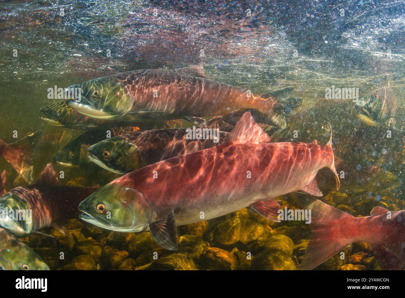 Sockeye salmon on route to their spawning grounds in a shallow ...