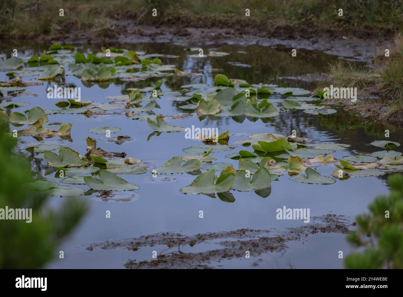 Water lilies in bog meadows on a hiking trail in Sitka, Alaska. Stock Photo