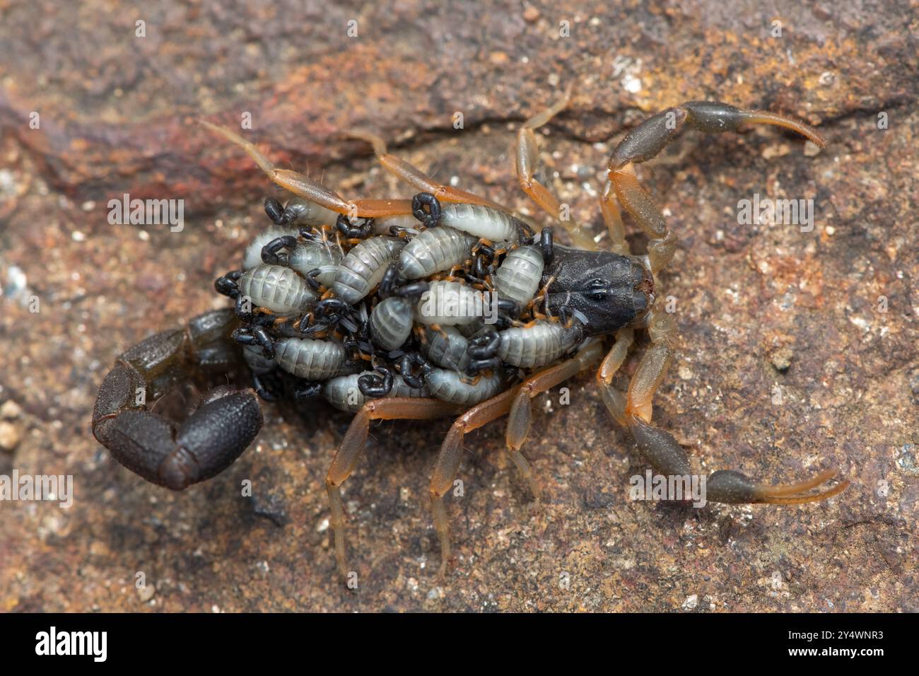 A beautiful Highveld Lesser-Thicktail Scorpion (Uroplectes triangulifer) with babies (scorplings) on its back Stock Photo