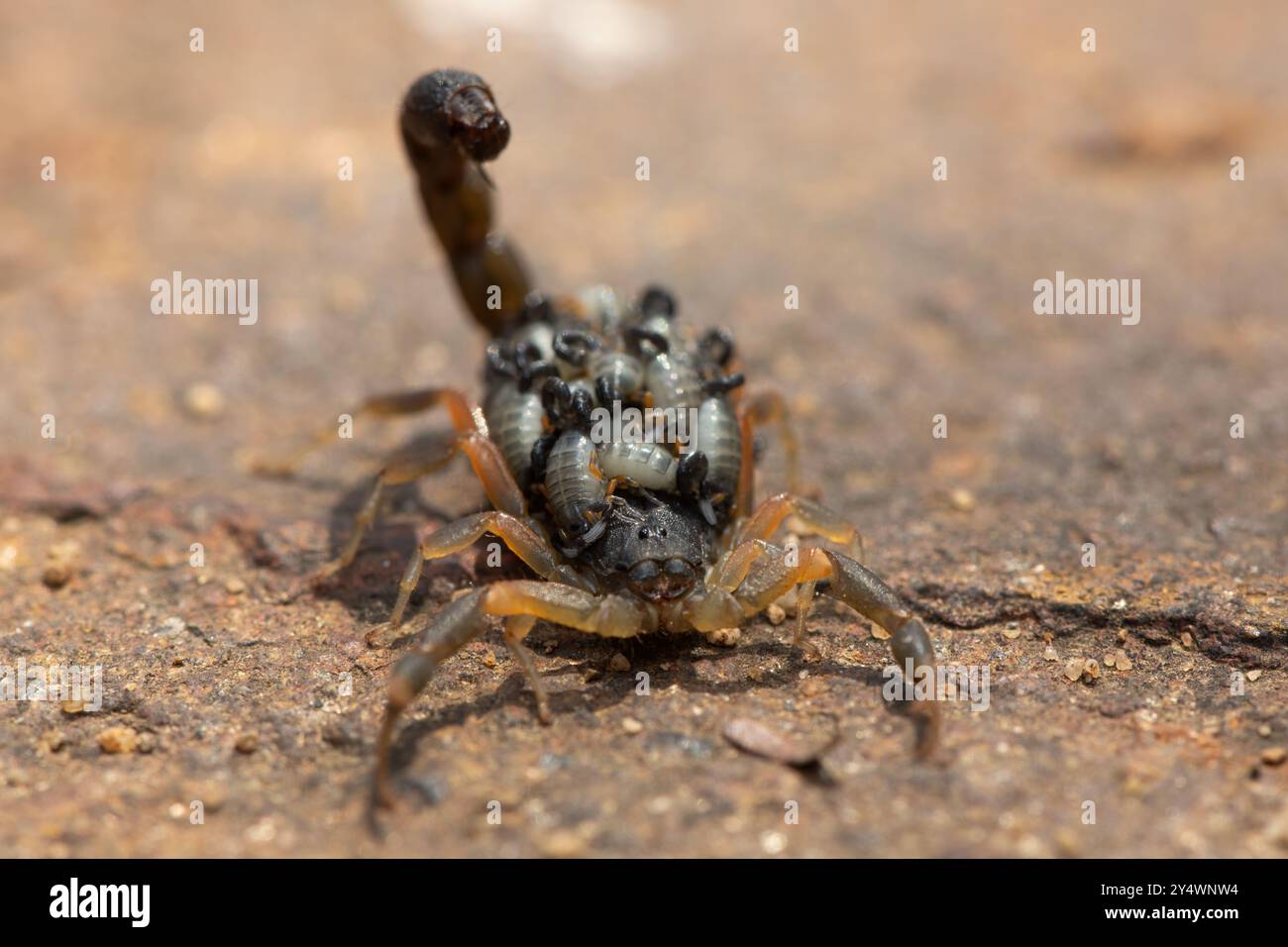 A beautiful Highveld Lesser-Thicktail Scorpion (Uroplectes triangulifer) with babies (scorplings) on its back Stock Photo