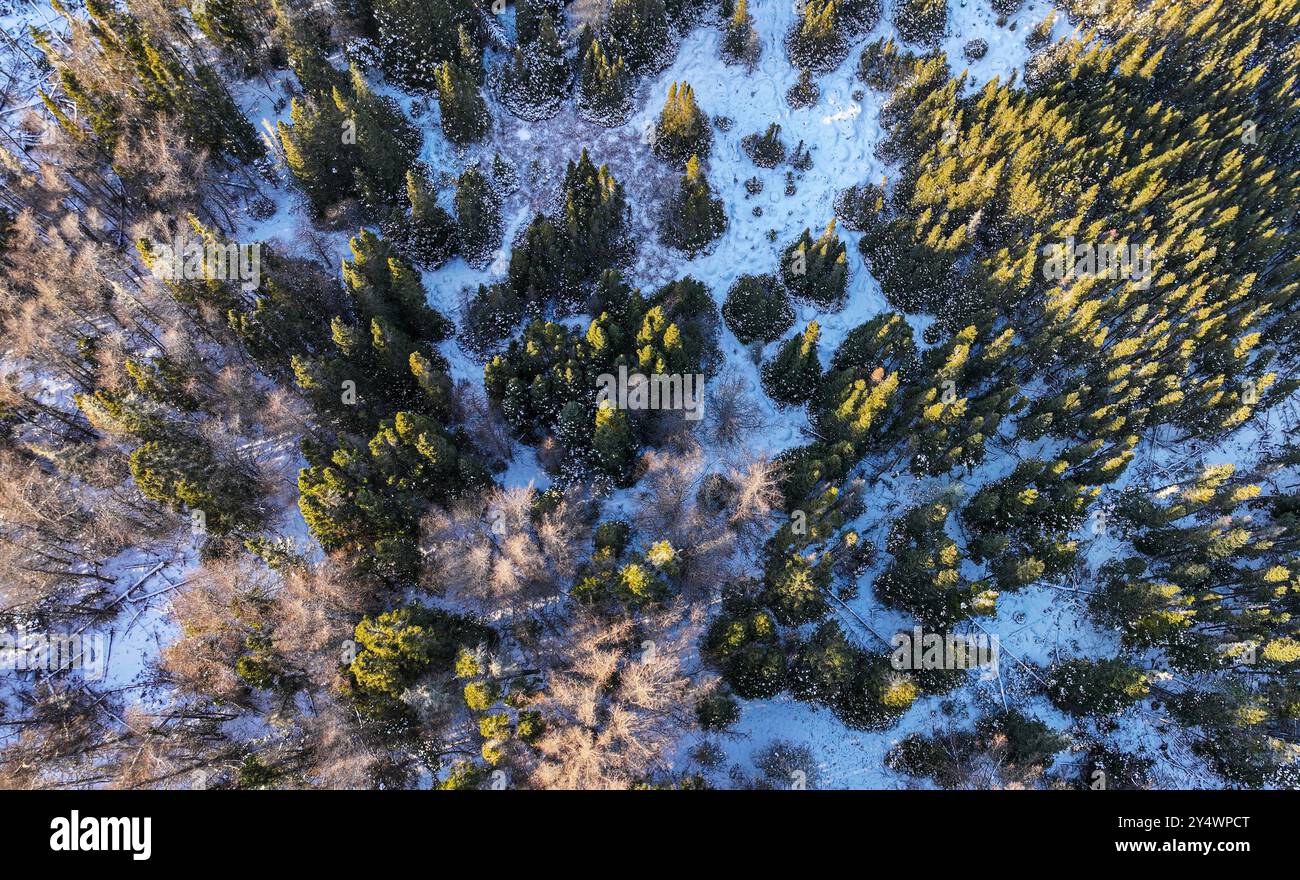 Old Boreal Forest in Winter with Several Dry Dead Trees Up and Down and Small Rivers Stock Photo